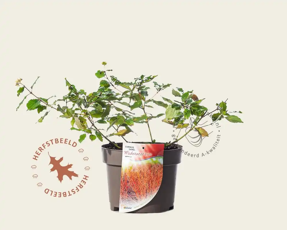 Populair bij klanten | Cornus sanguinea ‘Midwinter Fire‘