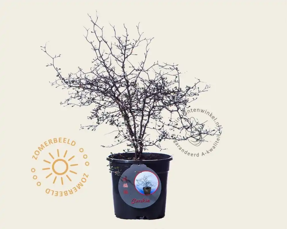 Corokia cotoneaster | Premium
