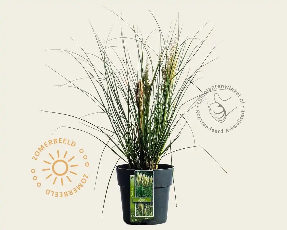 Makkelijk bestellen - Cortaderia selloana ‘Tiny Pampa‘