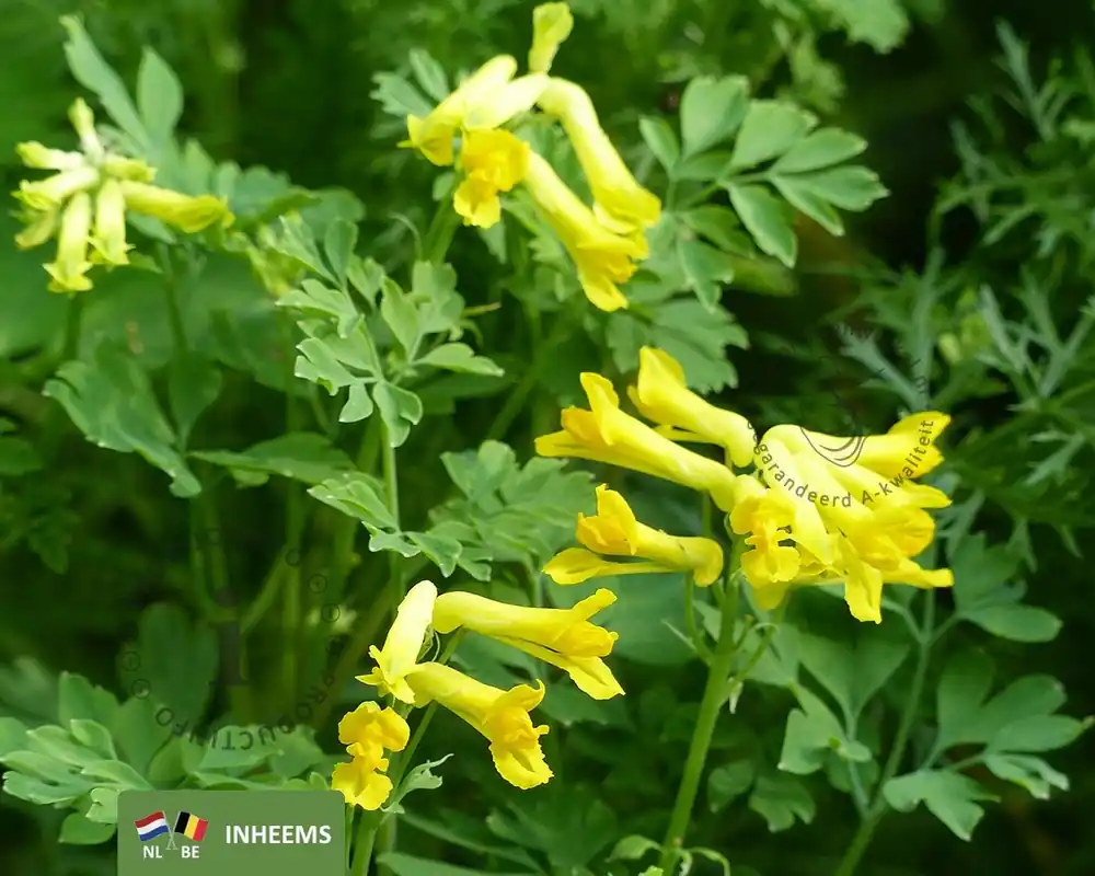 Direct beschikbaar - Corydalis lutea