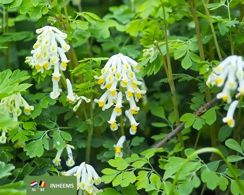 Uitverkoop - Corydalis ochroleuca