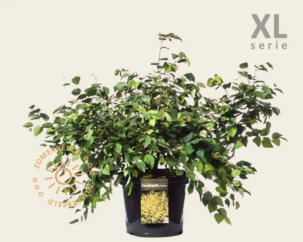 Eenvoudig retourneren - Corylopsis pauciflora - XL