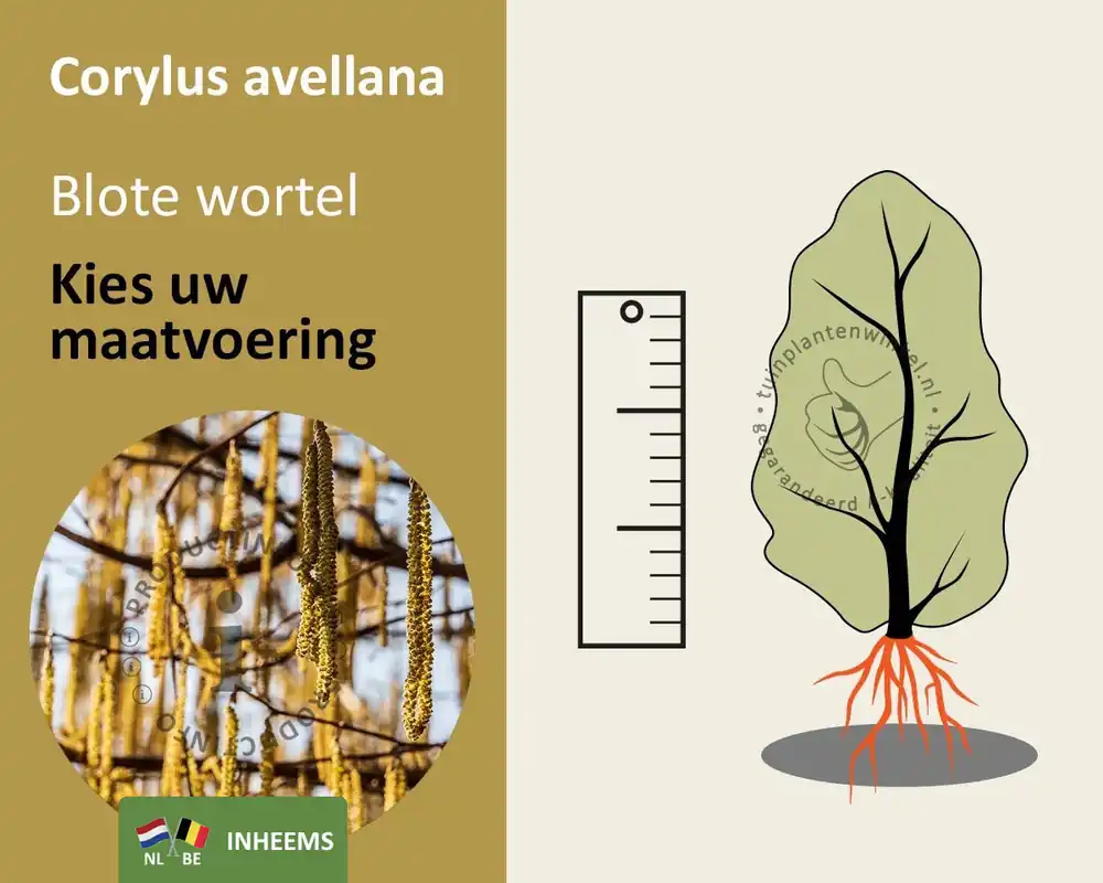 Corylus avellana - blote wortel - Nog maar enkele beschikbaar