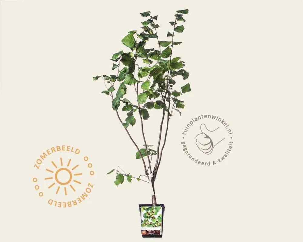 Bespaar meer - Corylus avellana ‘Halle‘sche Riesen‘