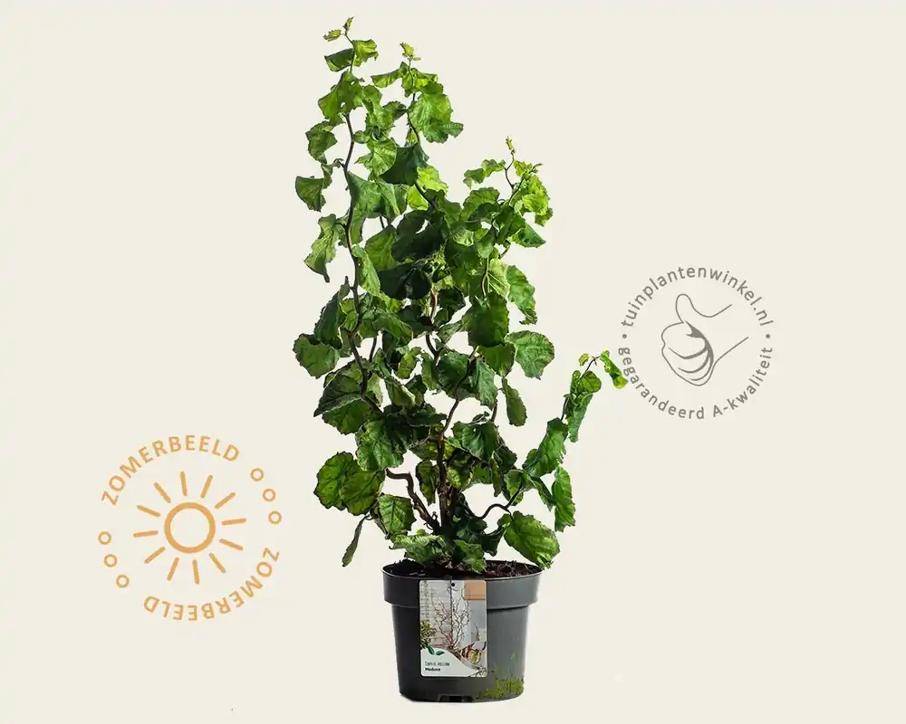 Corylus avellana ‘Medusa‘ | Snelle verzending