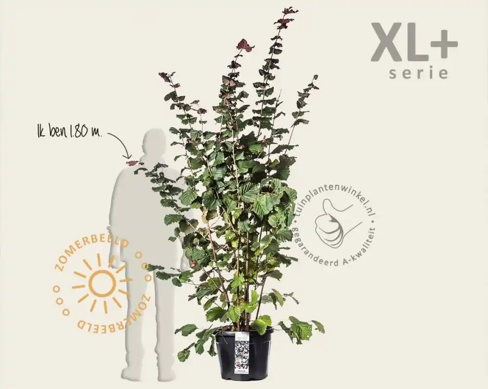Corylus avellana ‘Rode Zellernoot‘ - XL+ | Flitsaanbieding