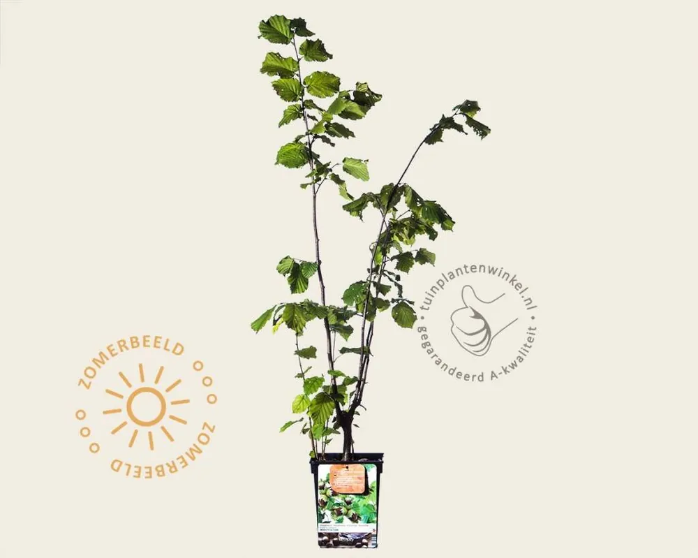 Corylus avellana ‘Webb‘s Prize Cob‘ - Meest verkocht
