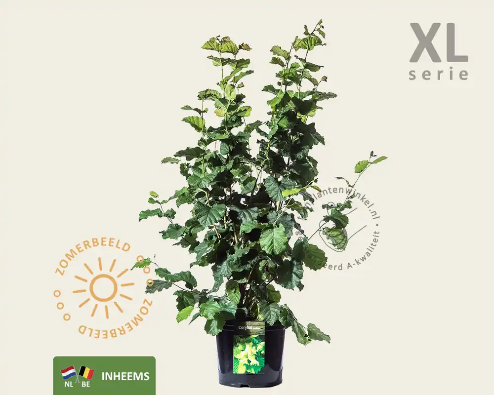 Direct bestellen - Corylus avellana - XL