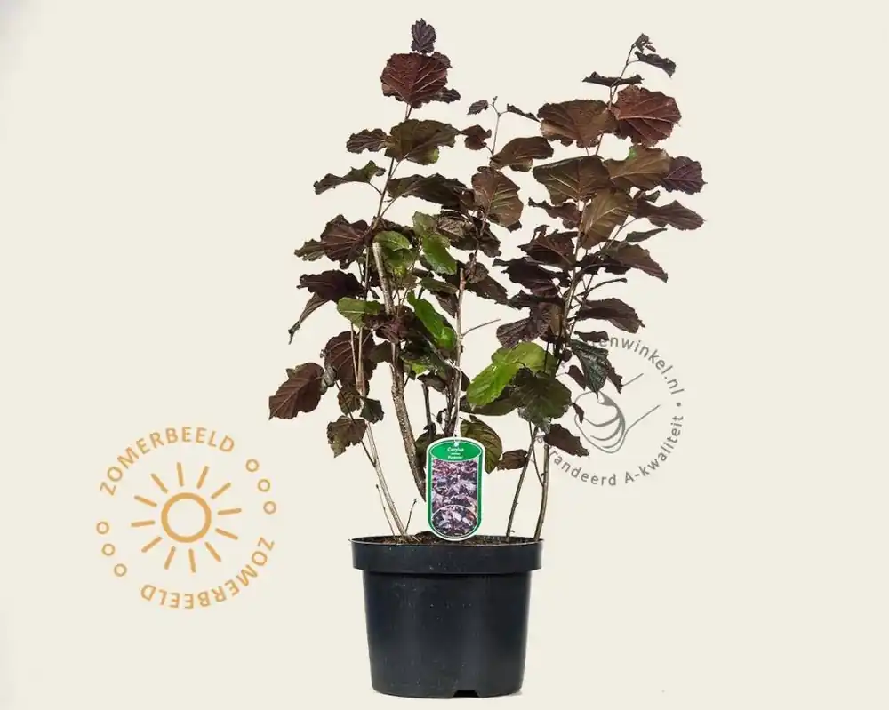 Op voorraad - Corylus maxima ‘Purpurea‘