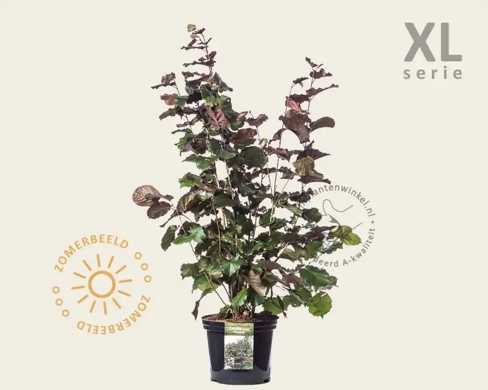 Aanrader | Corylus maxima ‘Purpurea‘ - XL