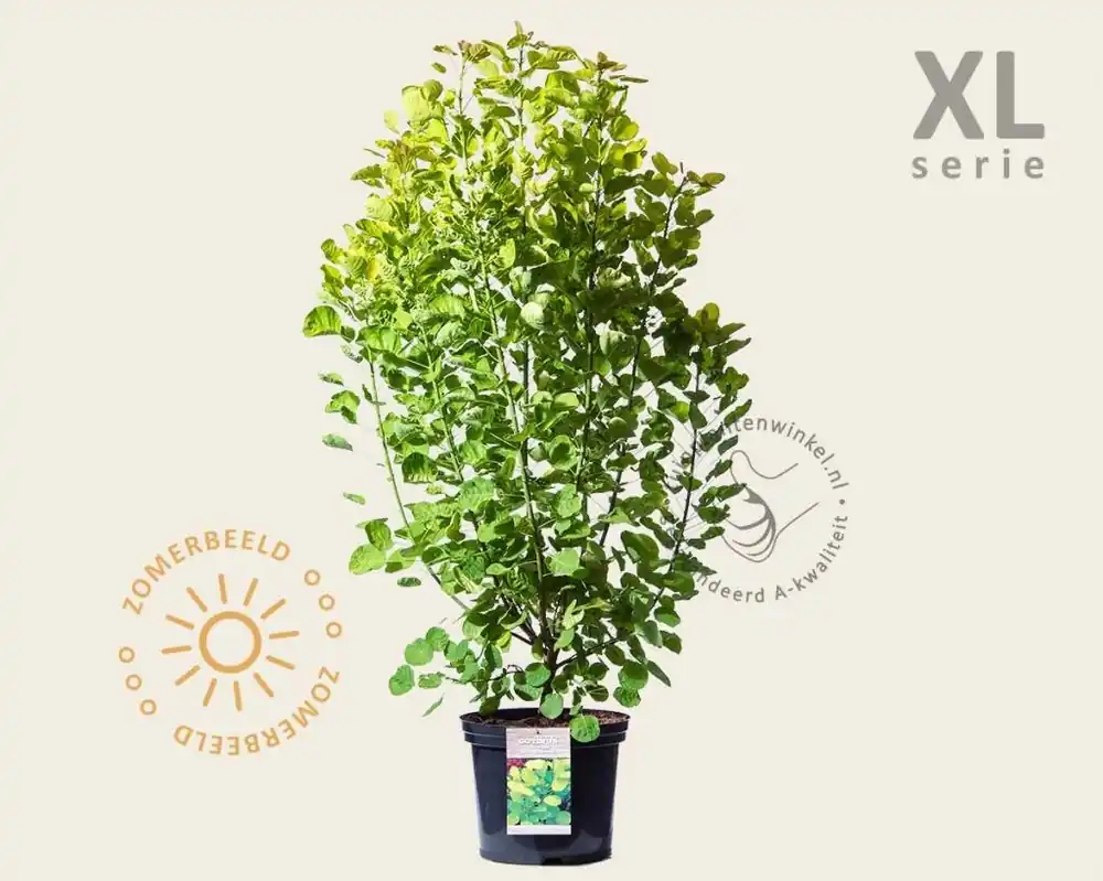 Cotinus coggygria ‘Golden Spirit‘ - XL | Populair bij klanten