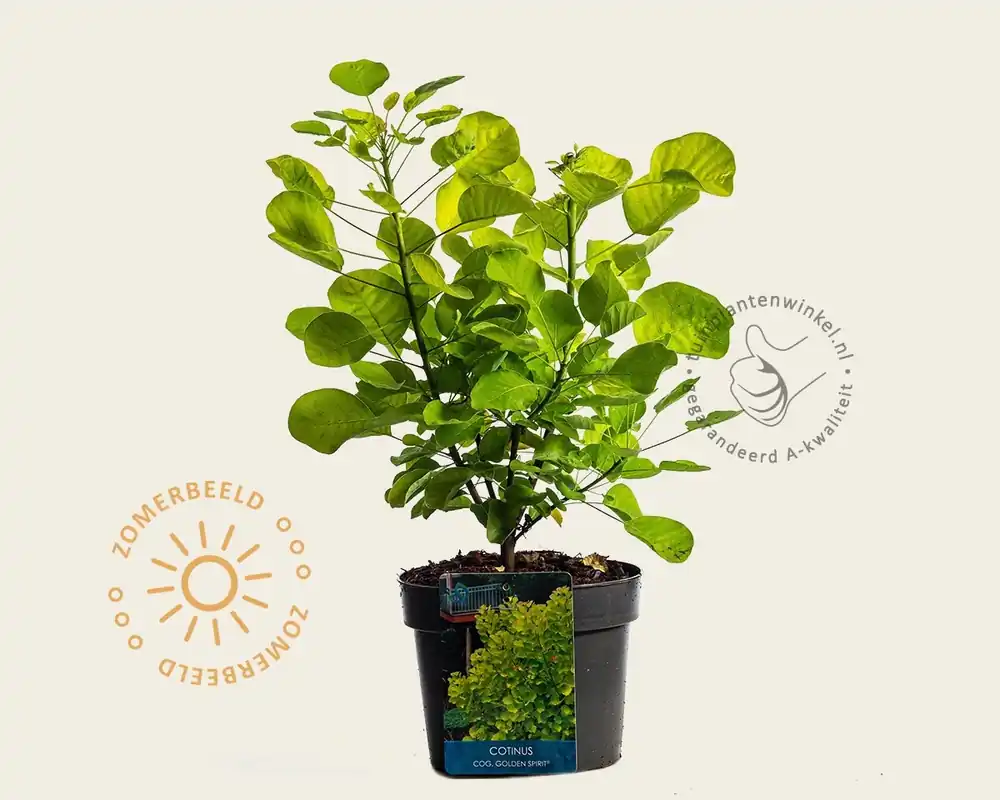 Cotinus coggygria ‘Golden Spirit‘ | Voordeelprijs