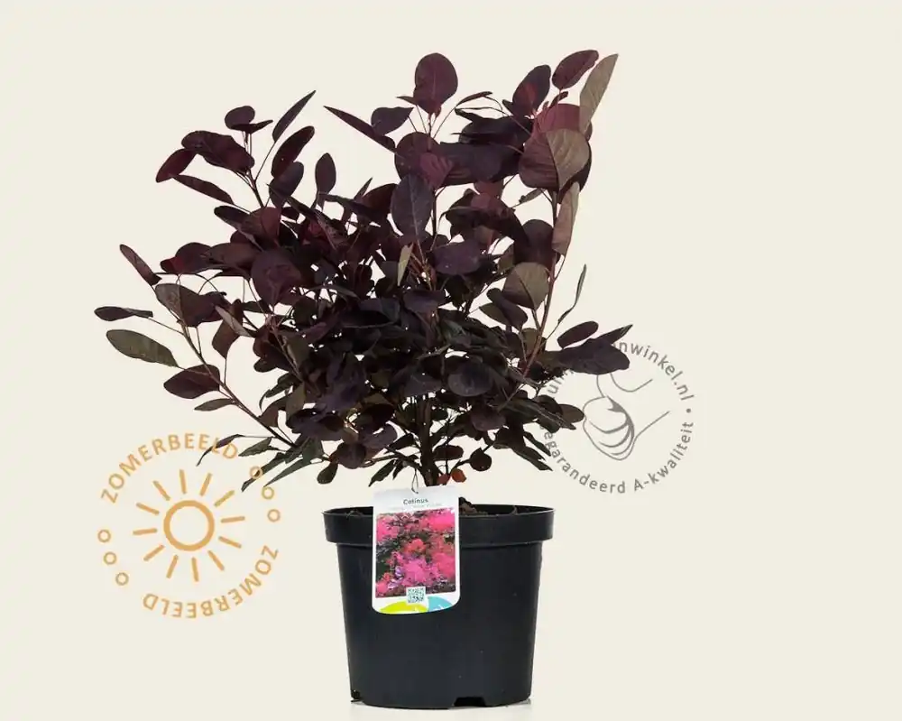 Cotinus coggygria ‘Royal Purple‘ - Direct van de fabrikant