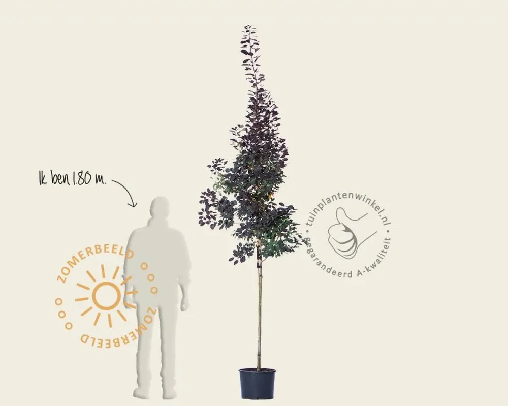 Speciale aanbieding - Cotinus coggygria ‘Royal Purple‘