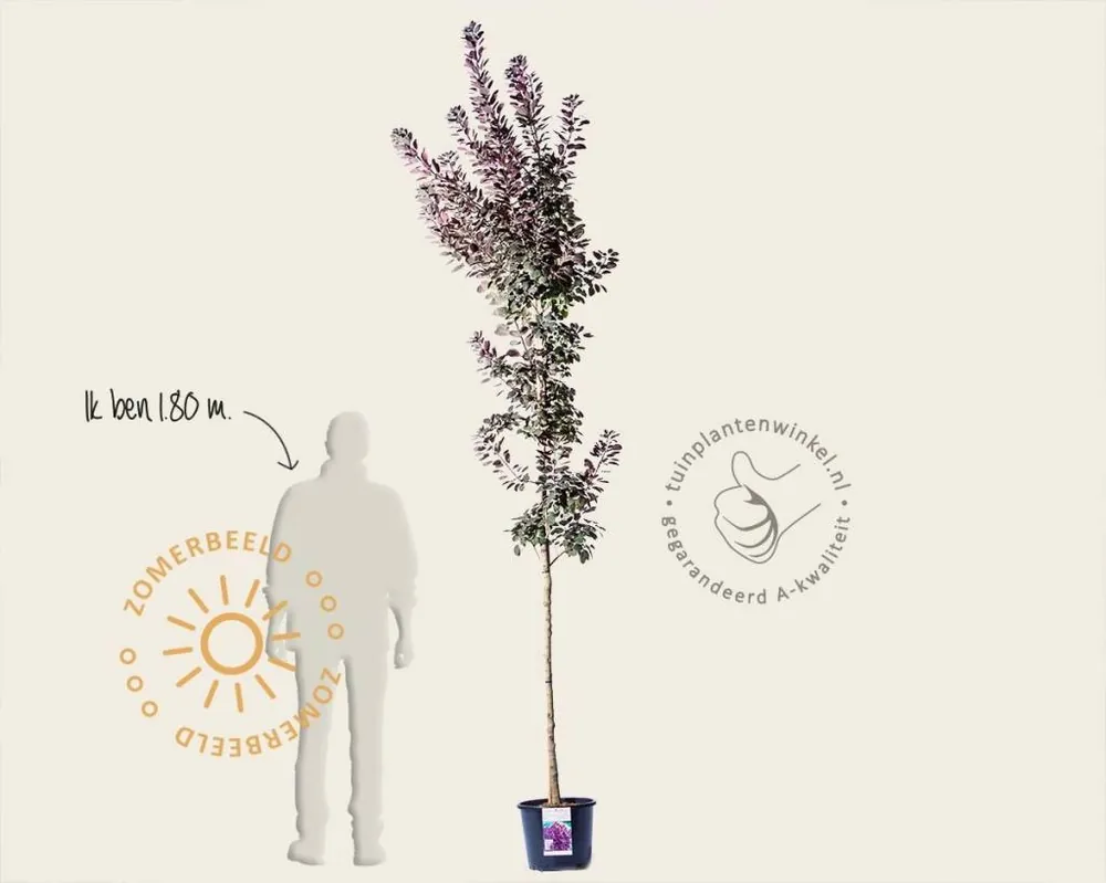 Beste prijs | Cotinus coggygria ‘Royal Purple‘