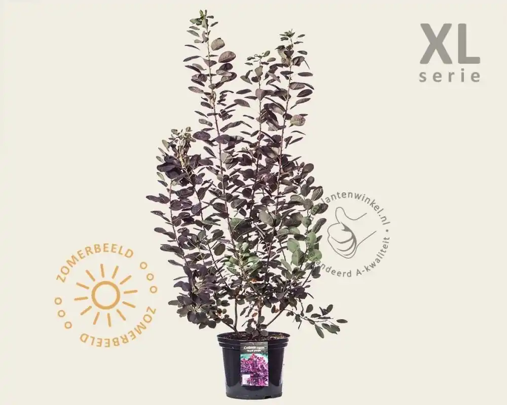 Cotinus coggygria ‘Royal Purple‘ - XL - Speciale deal