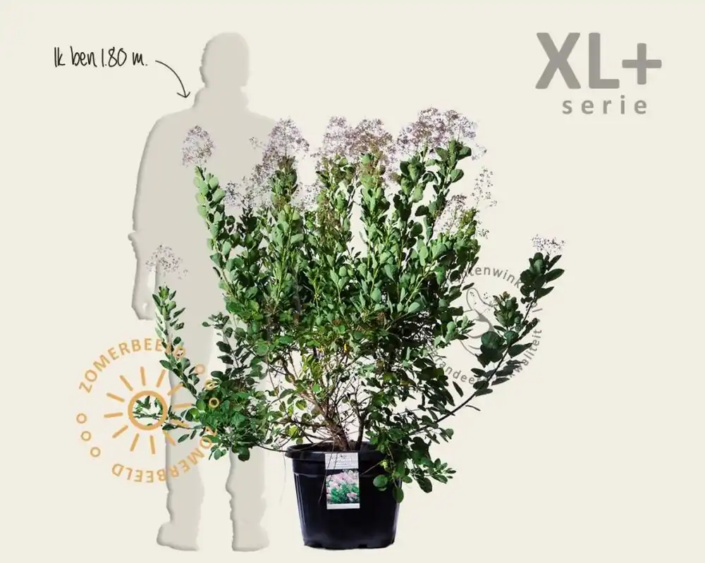 Prijs verlaagd - Cotinus coggygria ‘Young Lady ‘ - XL+
