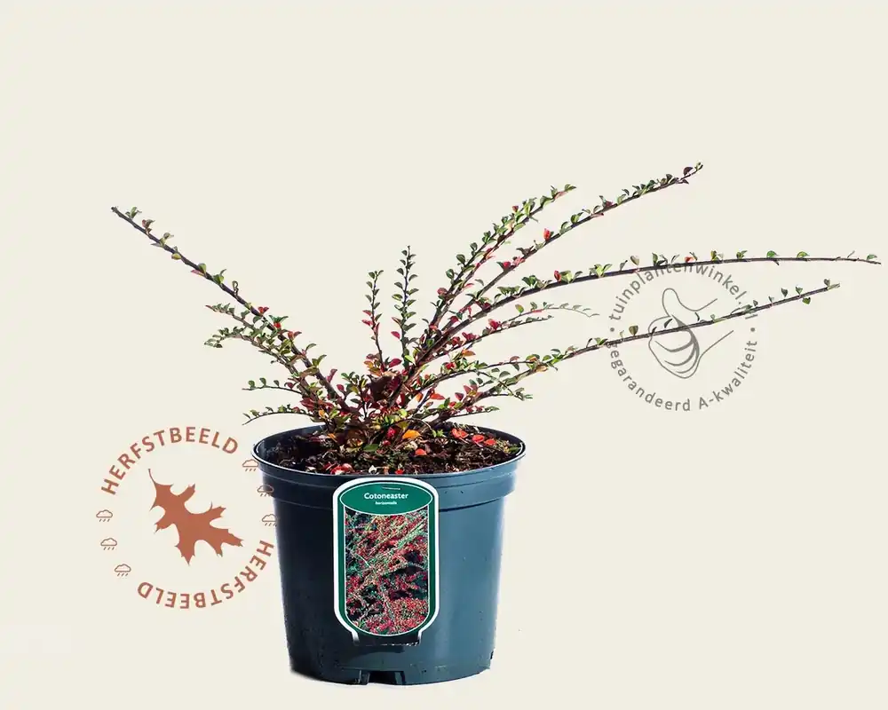 Cotoneaster horizontalis - Aanrader
