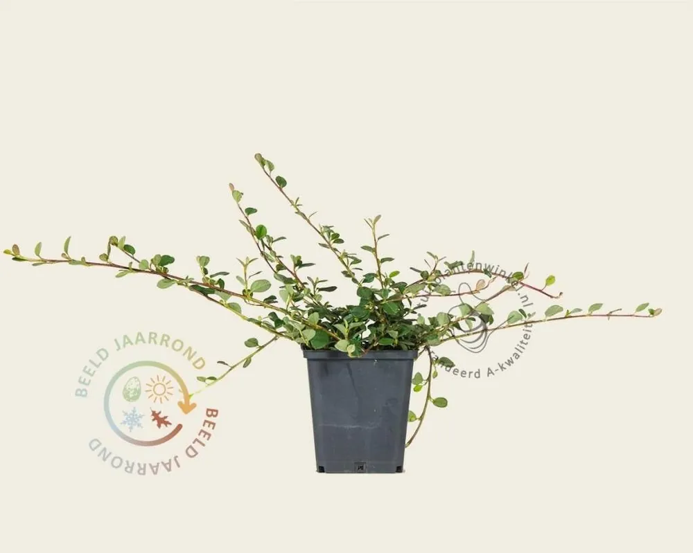 Cotoneaster procumbens ‘Queen of Carpets‘ | Direct leverbaar