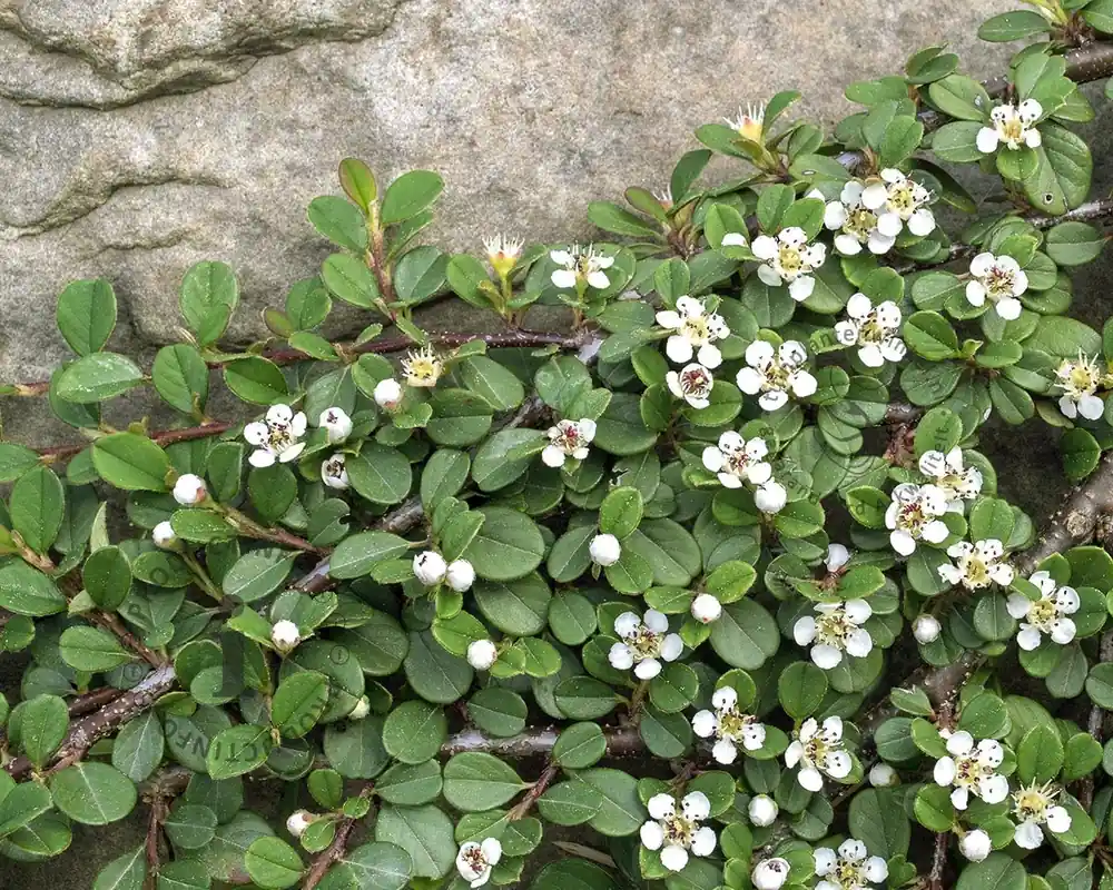 Koop vandaag | Cotoneaster procumbens ‘Queen of Carpets‘ - op stam