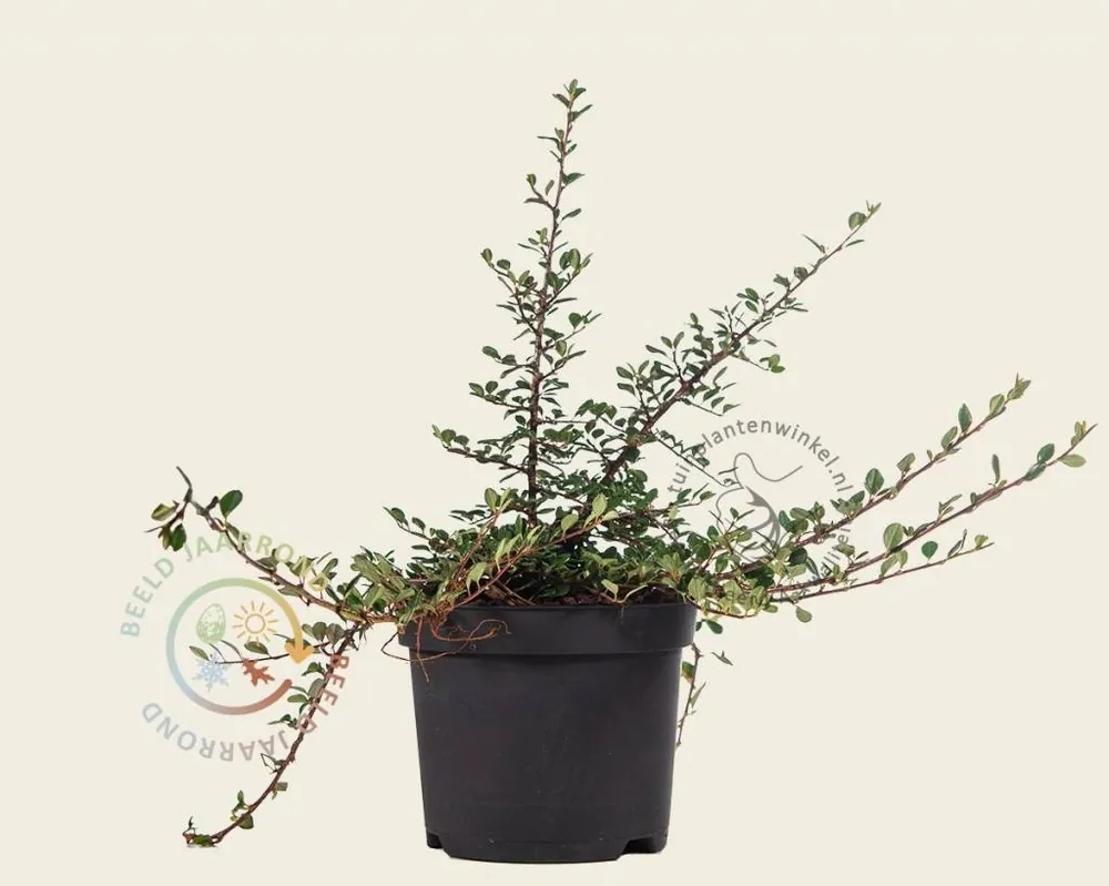 Cotoneaster procumbens ‘Streibs Findling‘ - Scherpe prijs