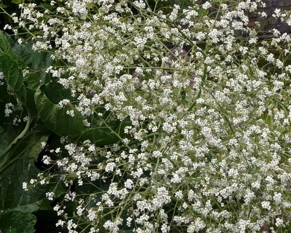 Crambe cordifolia - Nu beschikbaar