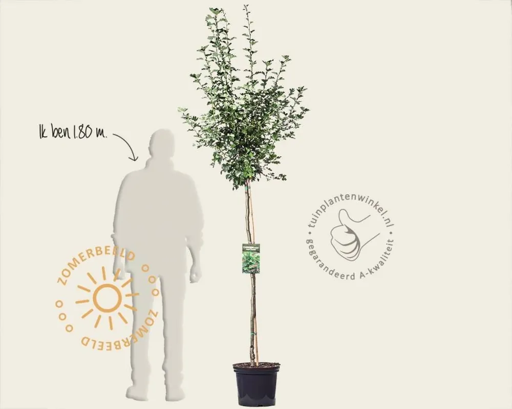 Crataegus laevigata ‘Paul‘s Scarlet‘ - op stam | Erg populair