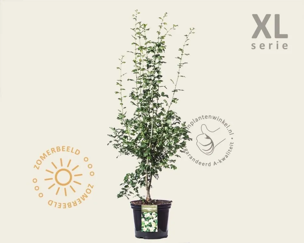 Crataegus laevigata ‘Plena‘ - XL - Snelle verzending