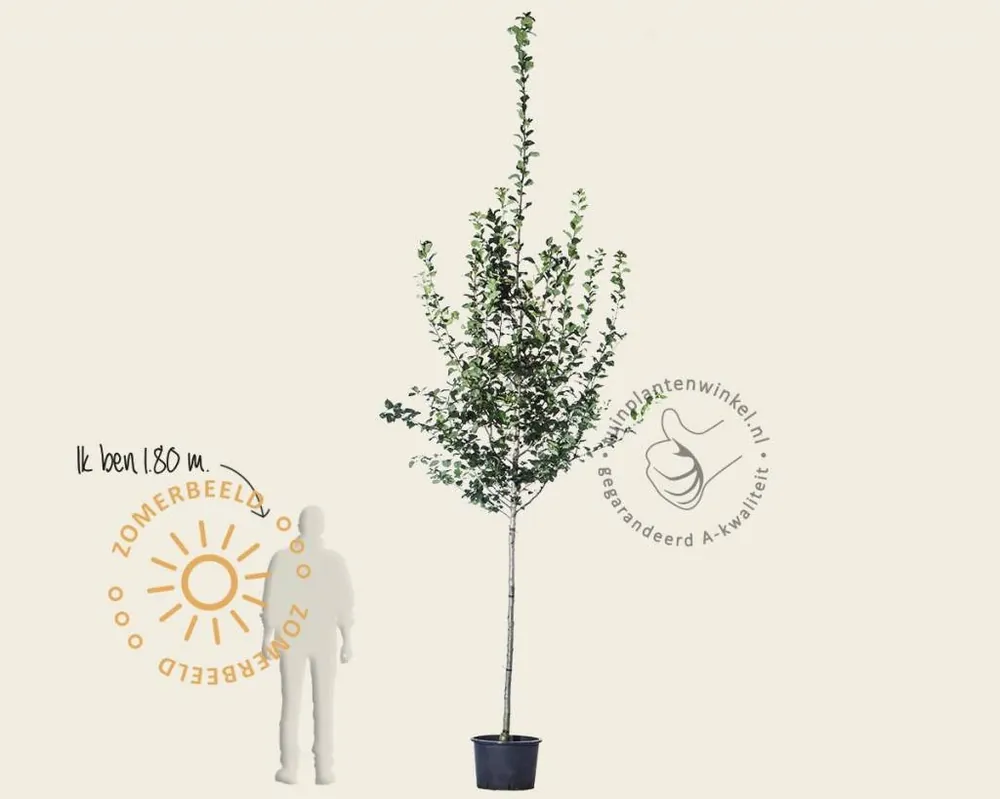 Wees er snel bij - Crataegus persimilis ‘Splendens‘