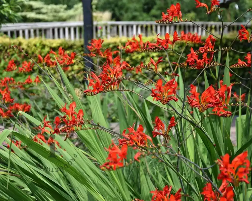 Crocosmia ‘Lucifer‘ - Voordeelprijs