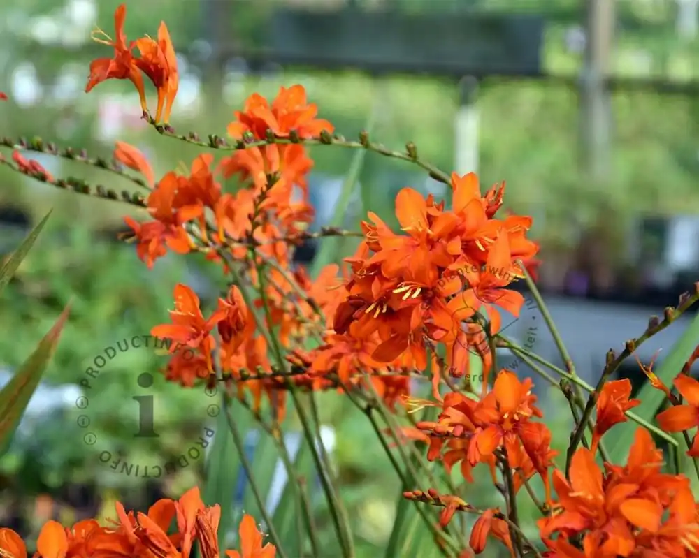 Crocosmia masoniorum - Sale