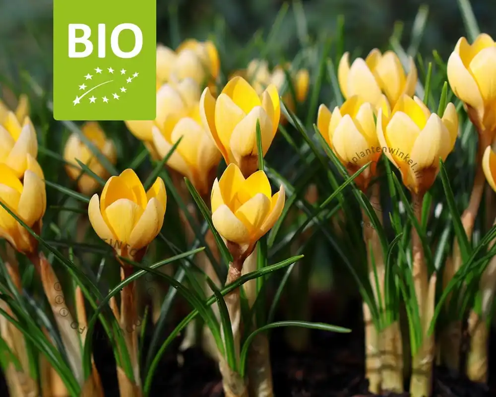 Zeer goed beoordeeld - Crocus chrysanthus ‘Romance‘ - BIO