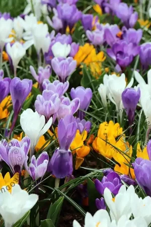 Zojuist toegevoegd | Crocus Grootbloemig Mix