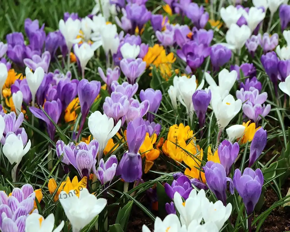 Zojuist toegevoegd | Crocus Grootbloemig Mix