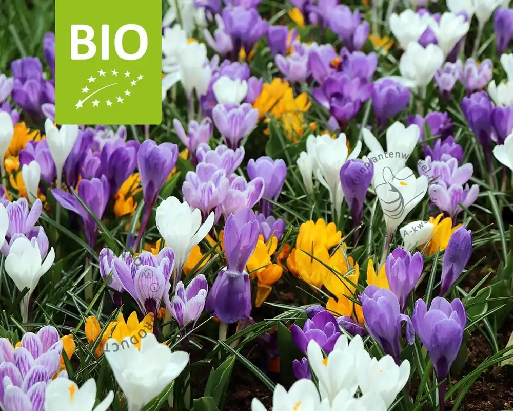 Goed beoordeeld | Crocus Mix - BIO