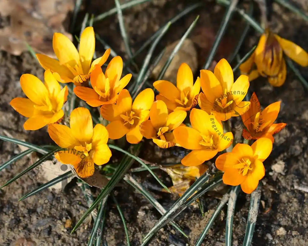 Crocus ‘Orange Monarch‘ - Gratis retourneren