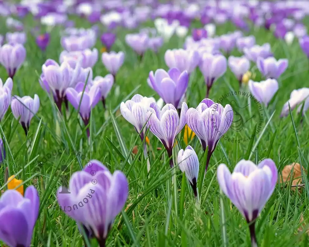 Dagdeal | Crocus ‘Pickwick‘ Grootbloemig Gestreept