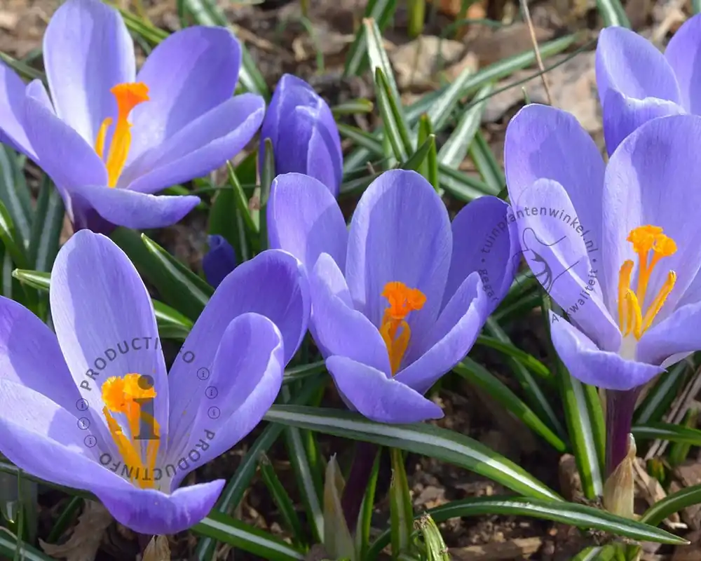 Crocus ‘Remembrance‘ Grootbloemig Blauw | Superprijs