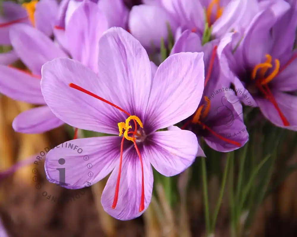Professionele kwaliteit | Crocus sativus