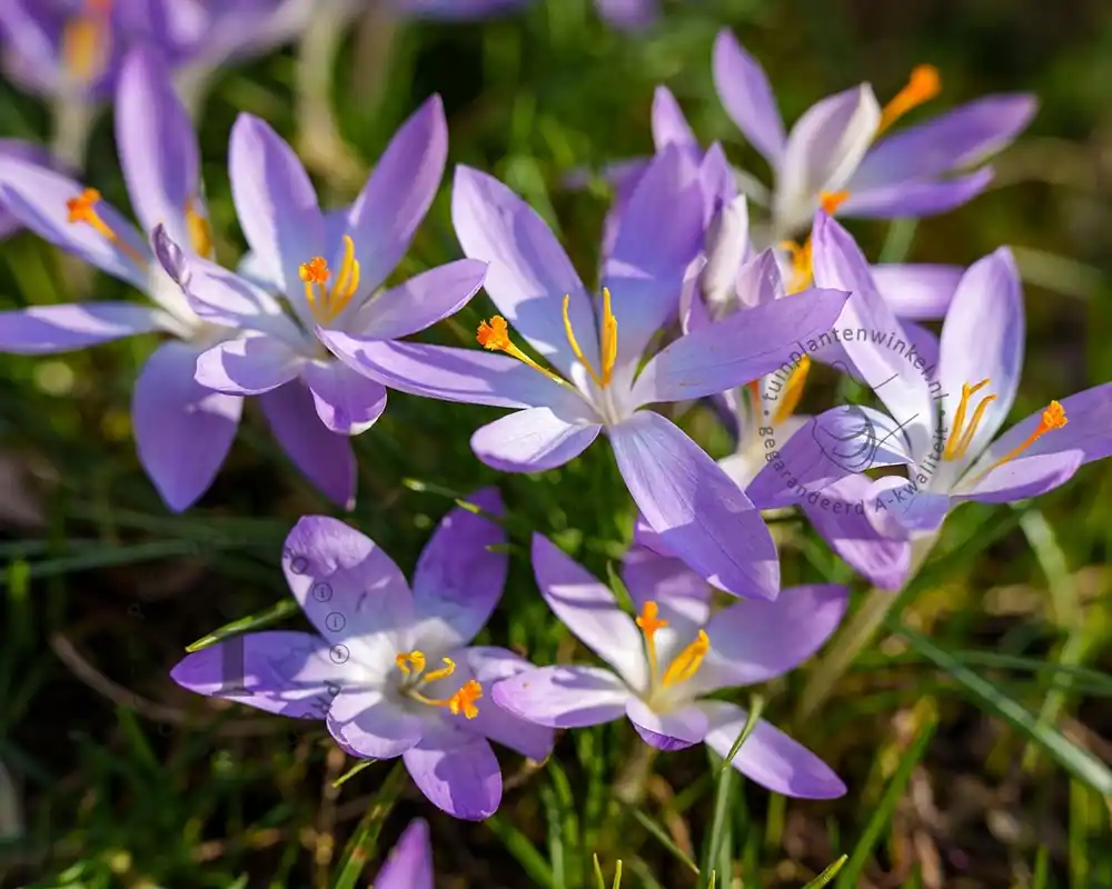 Crocus tommasinianus - Direct leverbaar