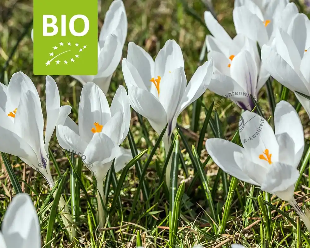 Crocus vernus ‘Jeanne d‘Arc‘ - BIO - Actieprijs