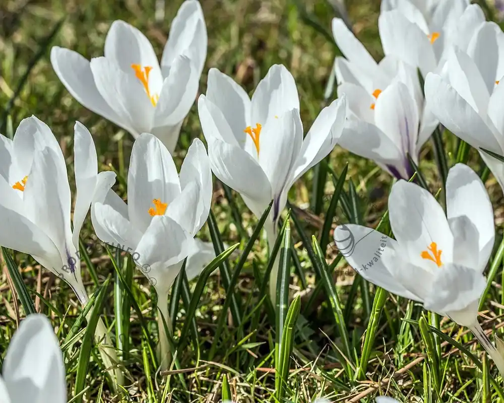 Crocus vernus ‘Jeanne d‘Arc‘ Grootbloemig Wit - Voorraad bijna op