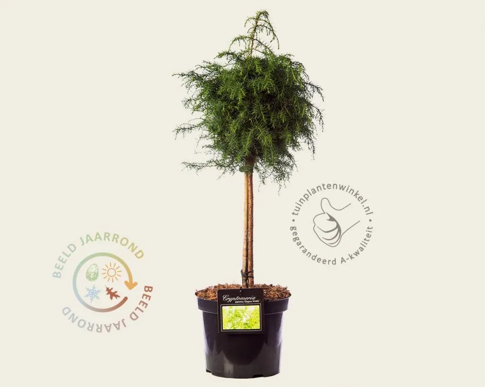 Cryptomeria japonica ‘Elegans Viridis‘ - 40 cm stam | Profiteer nu
