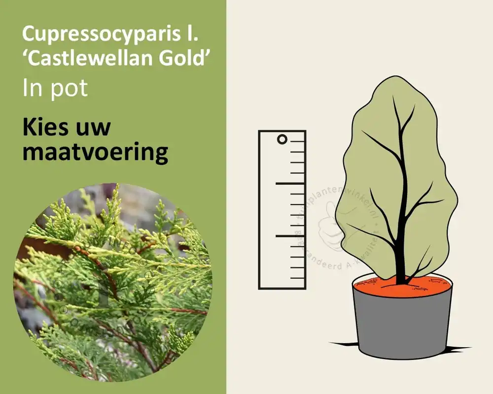 Speciale deal - Cupressocyparis leylandii ‘Castlewellan Gold‘ - in pot