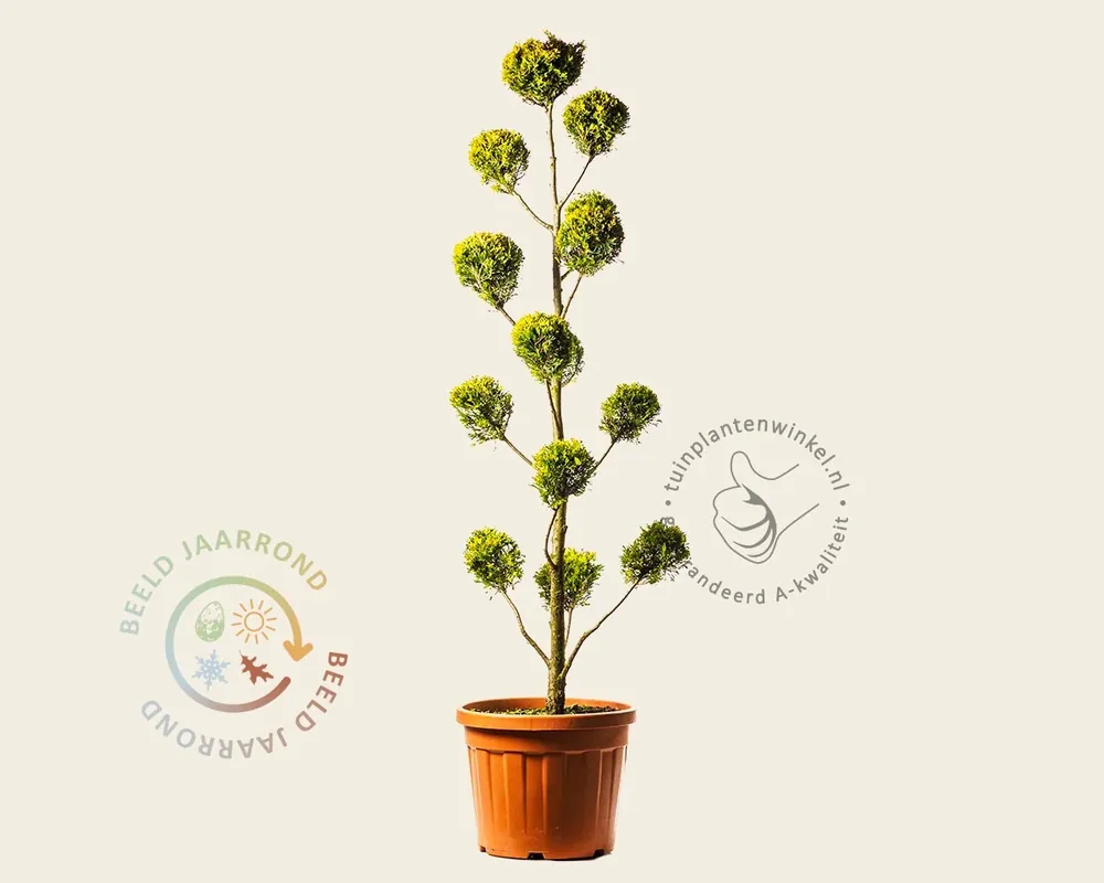 Cupressocyparis leylandii ‘Gold Rider‘ - pompon | Veilig winkelen