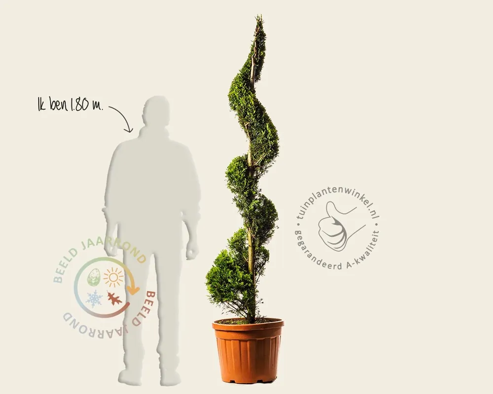 Cupressocyparis leylandii ‘Gold Rider‘ - spiraal | Actie loopt bijna af