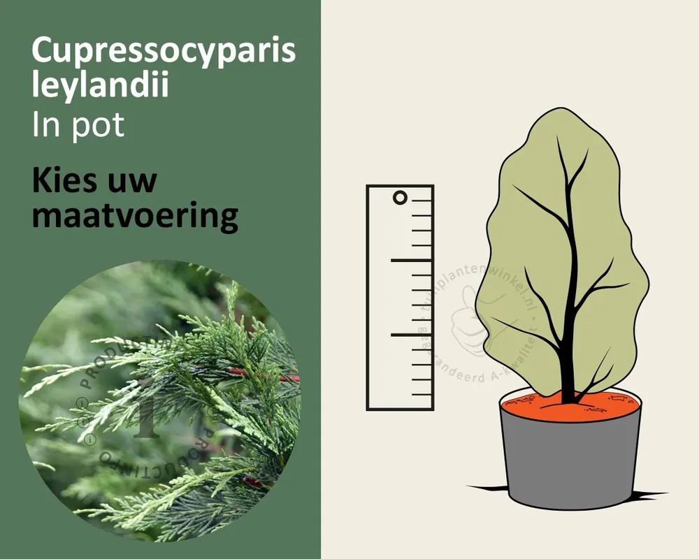 Cupressocyparis leylandii - in pot | Trending