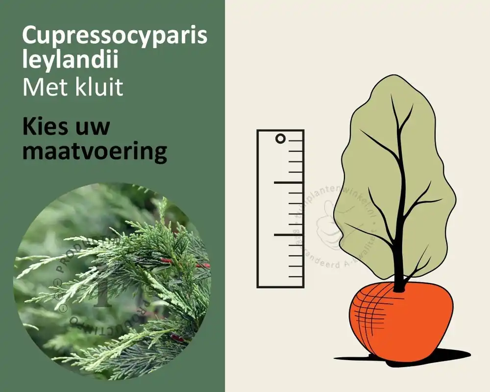 Cupressocyparis leylandii - kluit - Premium