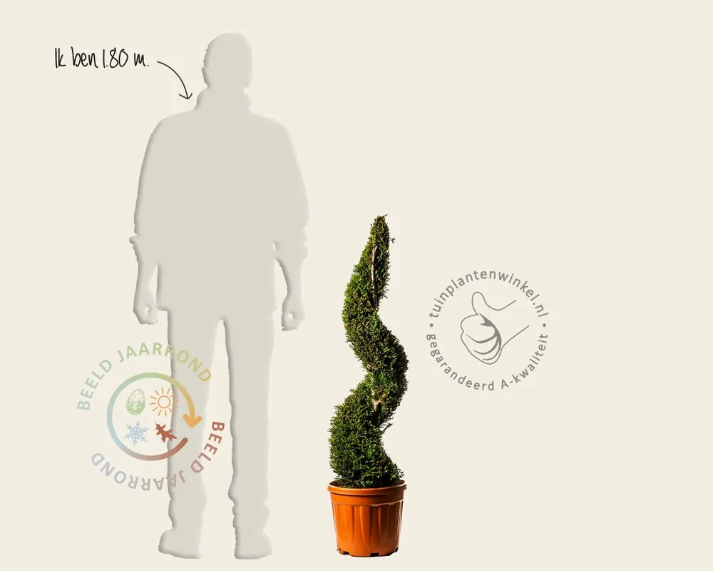 Hoog gewaardeerd | Cupressocyparis leylandii - spiraal