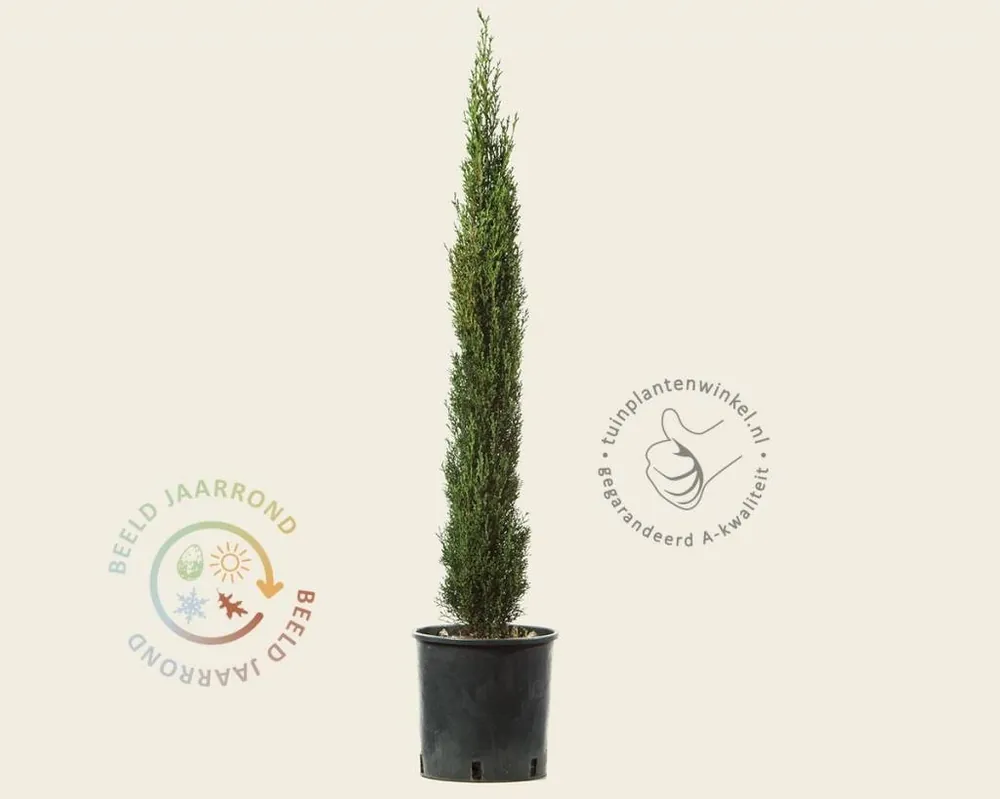 Cupressus sempervirens ‘Pyramidalis‘ - Nog maar enkele beschikbaar
